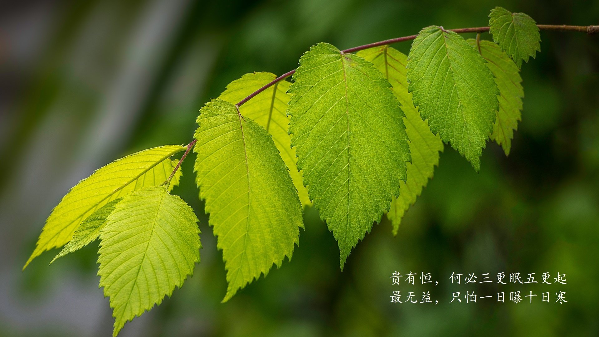梅西连续传射助攻，球队攻势如虹，梅西助攻数