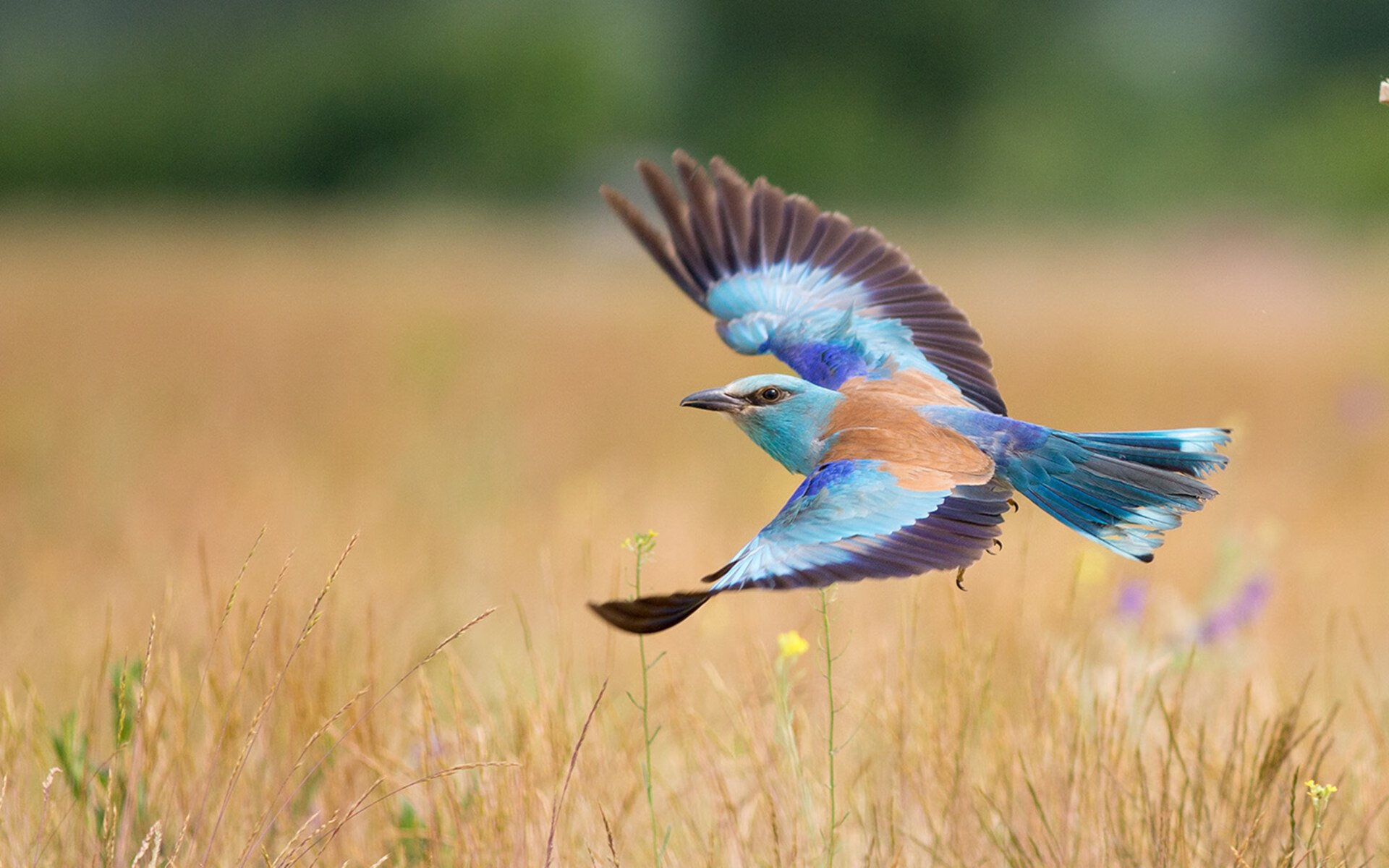 乌拉圭女篮在南美锦标赛中表现坚韧，体育事业新起点，乌拉圭美女球迷