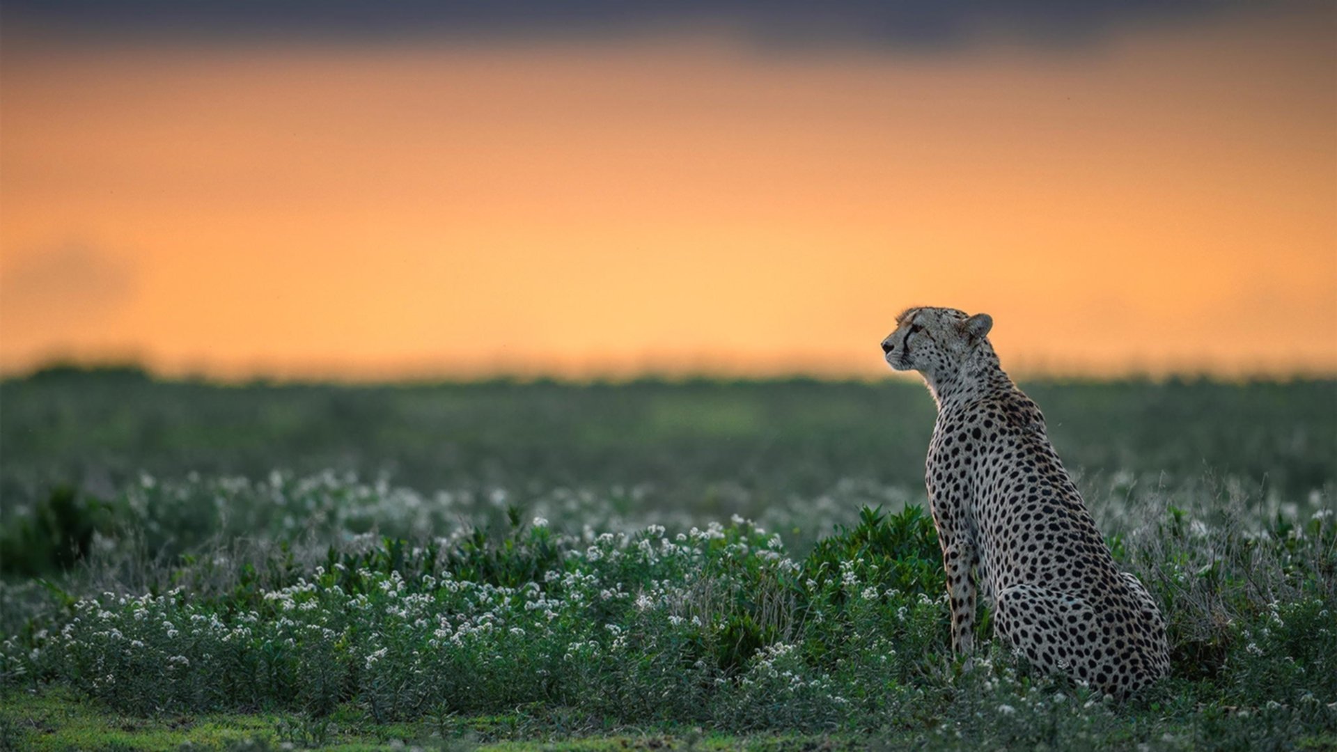 绿色场馆引领行业发展，未来足球场馆不仅环保还能智能，足球场设施
