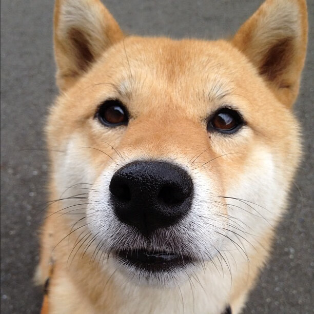 美洲杯运动员在抗压能力方面的训练，美洲杯怎么压球