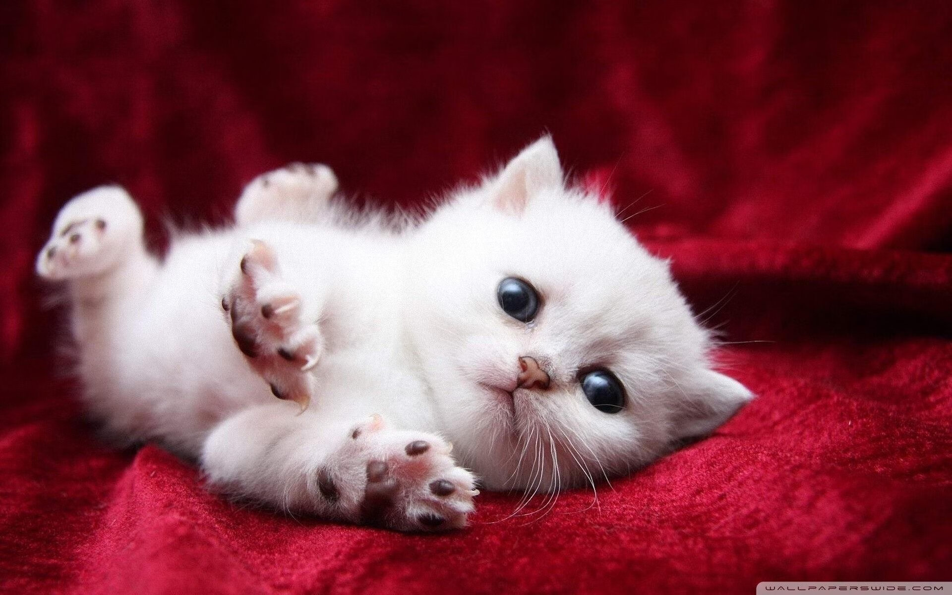 乐鱼（中国）体育官方网站-阿伦·斯密斯：在多次关键比赛中，带领全黑队扭转战局，阿伦柯斯米斯基