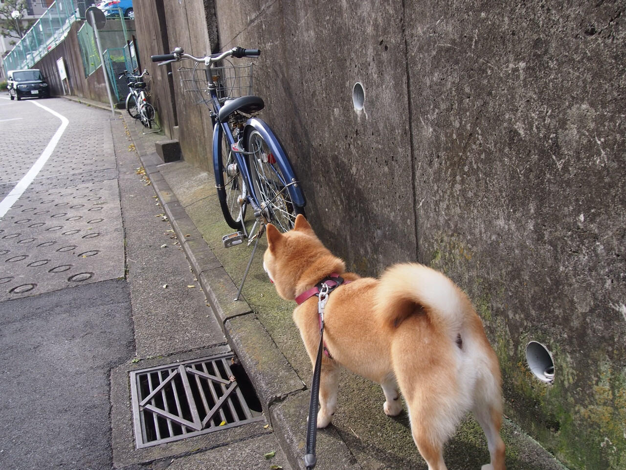 乐鱼（LEYU）体育-青训体系建设稳步推进未来储备力量逐渐增强，青训项目
